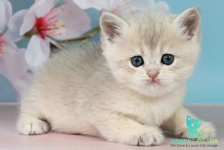 Princess British Shorthair female blue golden shaded - live animals