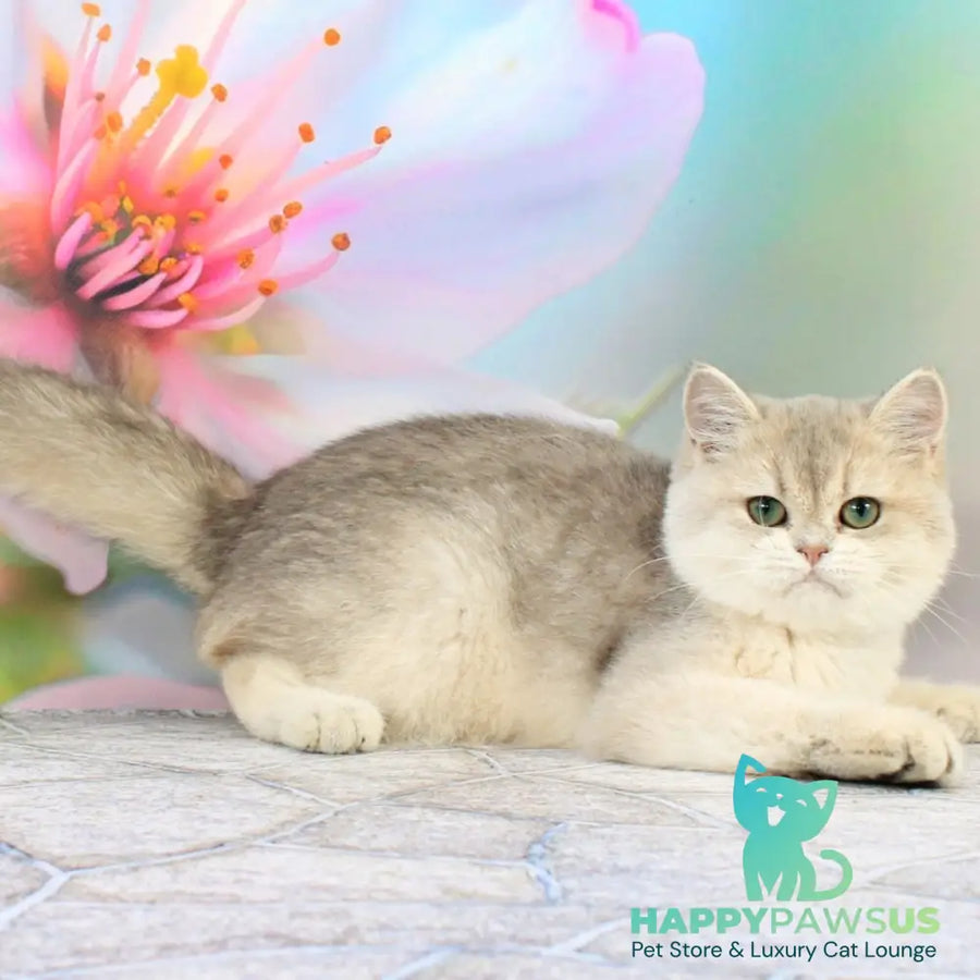 Princess British Shorthair female blue golden shaded - live animals
