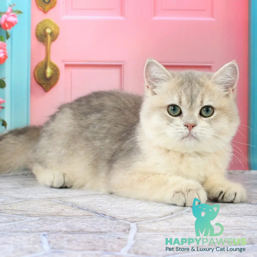 Princess British Shorthair female blue golden shaded - live animals