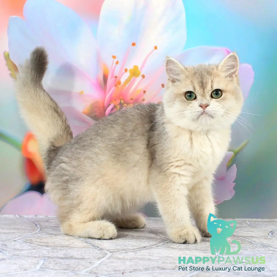Princess British Shorthair female blue golden shaded - live animals