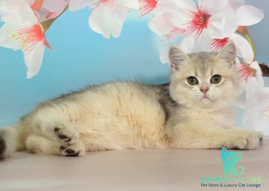 Princess British Shorthair female blue golden shaded - live animals