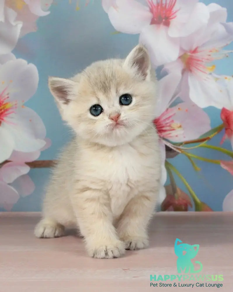 Princess British Shorthair female blue golden shaded - live animals