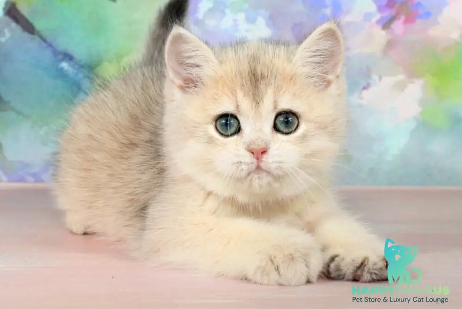 Princess British Shorthair female blue golden shaded - live animals