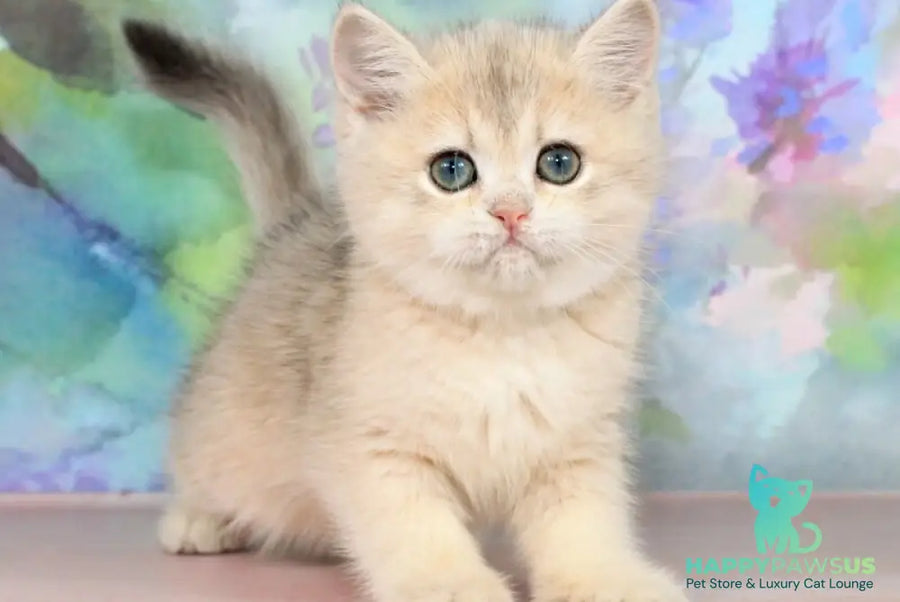 Princess British Shorthair female blue golden shaded - live animals