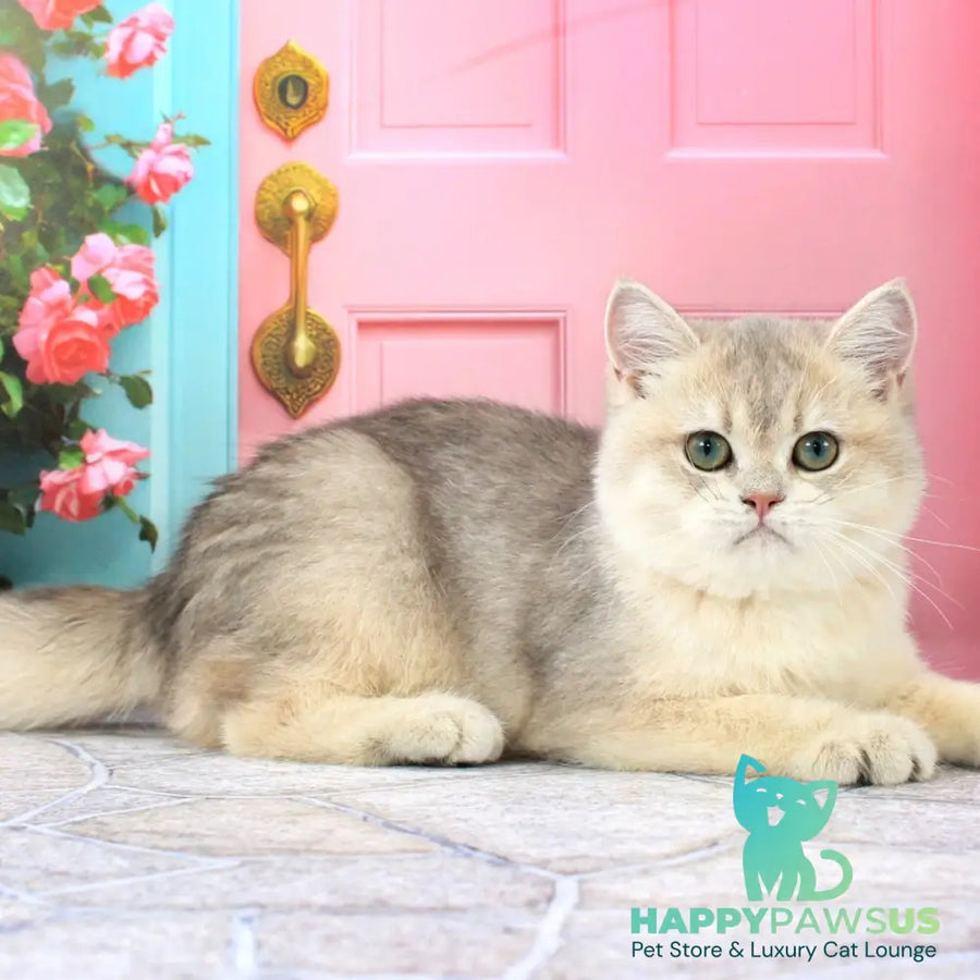 Princess British Shorthair female blue golden shaded - live animals