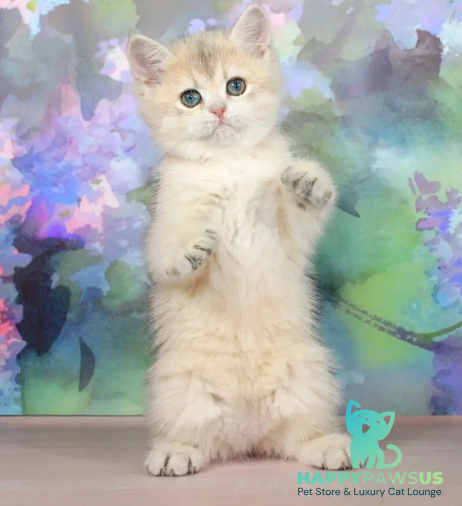 Princess British Shorthair female blue golden shaded - live animals