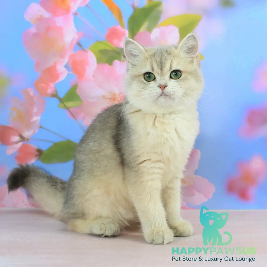 Princess British Shorthair female blue golden shaded - live animals