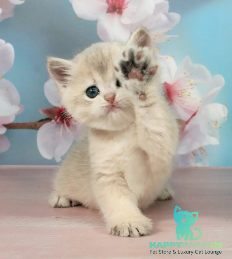 Princess British Shorthair female blue golden shaded - live animals