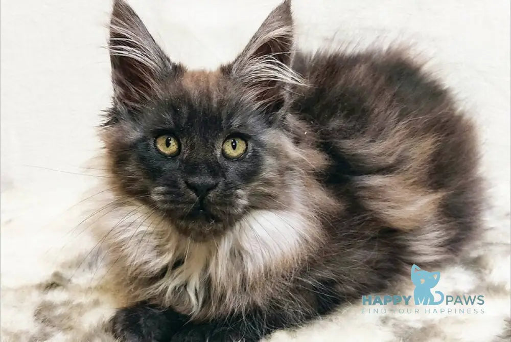 Princess of the Night Maine Coon female black silver with white live animals