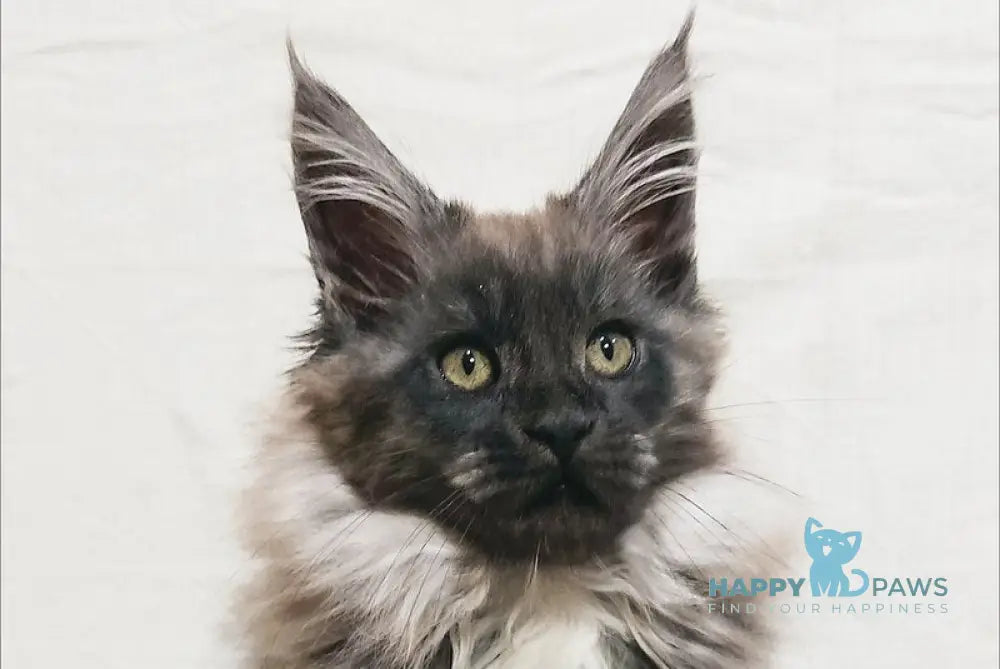 Princess of the Night Maine Coon female black silver with white live animals