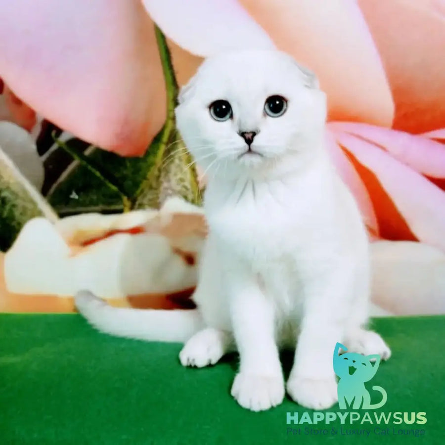 Princess Scottish Fold female black silver shaded pointed - live animals