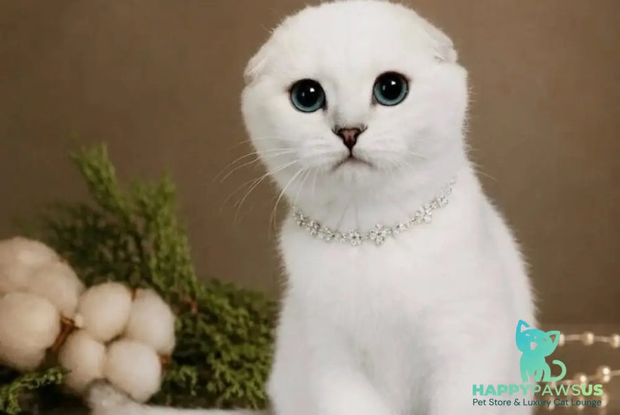Princess Scottish Fold female black silver shaded pointed - live animals