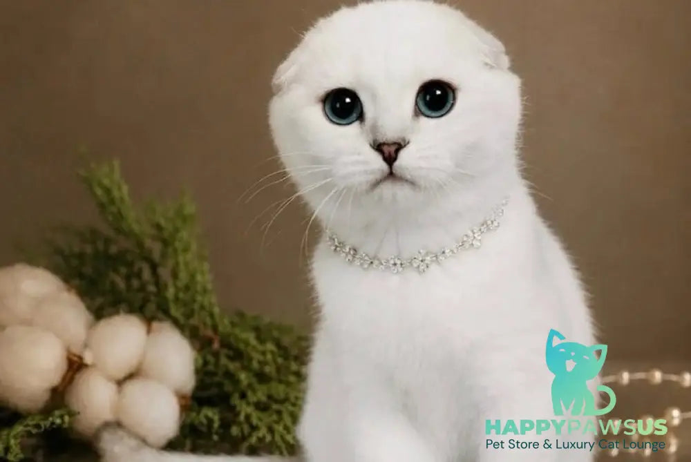 Princess Scottish Fold female black silver shaded pointed - live animals