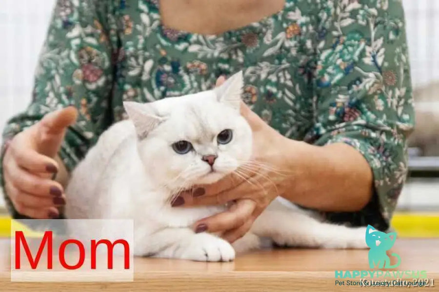 Princess Scottish Fold female black silver shaded pointed - live animals