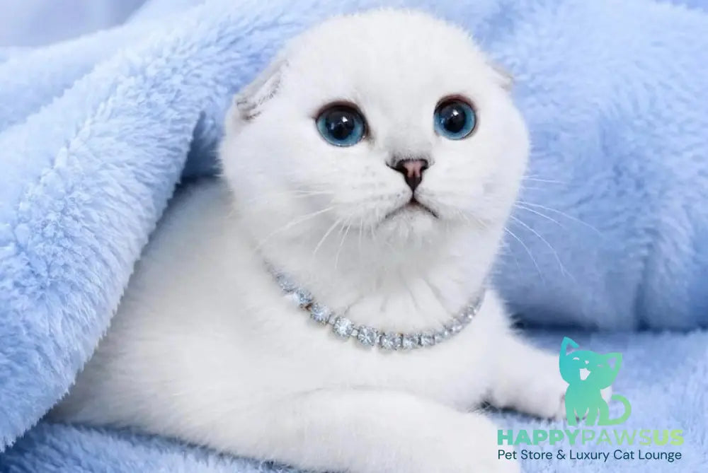 Princess Scottish Fold female black silver shaded pointed - live animals
