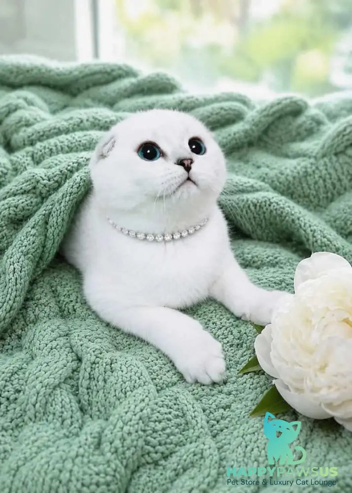 Princess Scottish Fold female black silver shaded pointed - live animals