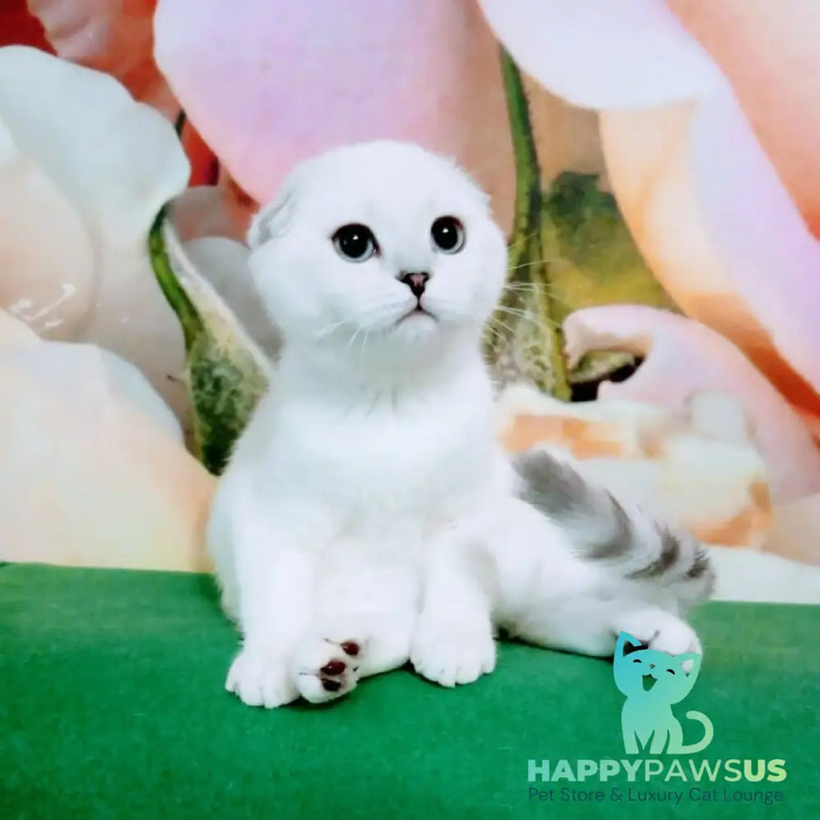 Princess Scottish Fold female black silver shaded pointed - live animals