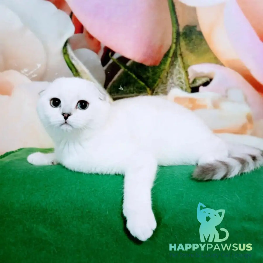 Princess Scottish Fold female black silver shaded pointed - live animals