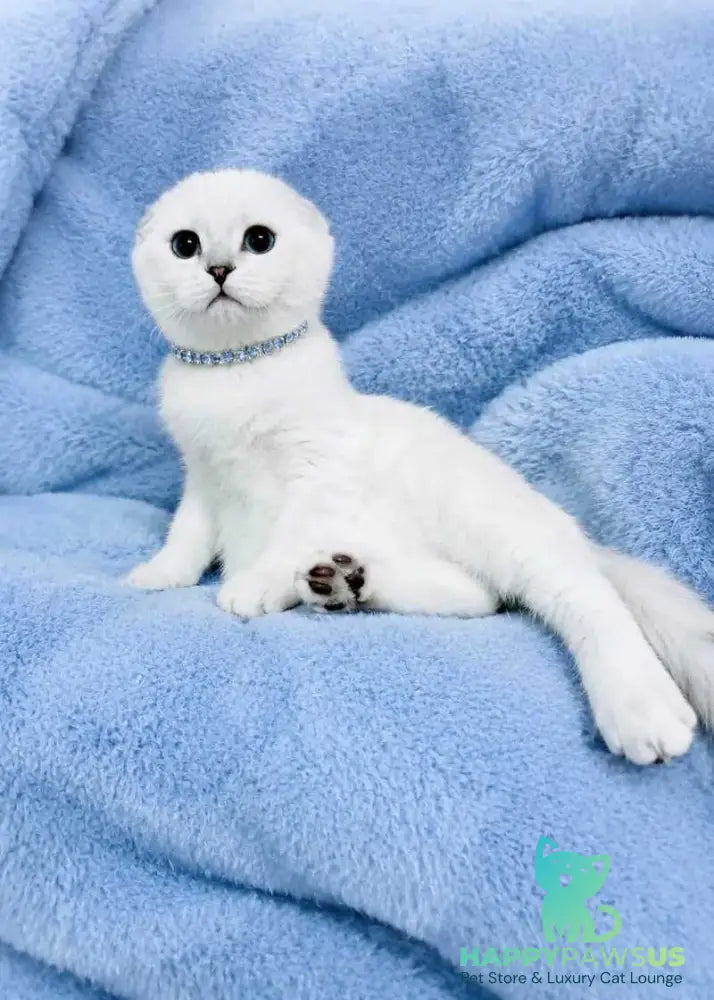Princess Scottish Fold female black silver shaded pointed - live animals