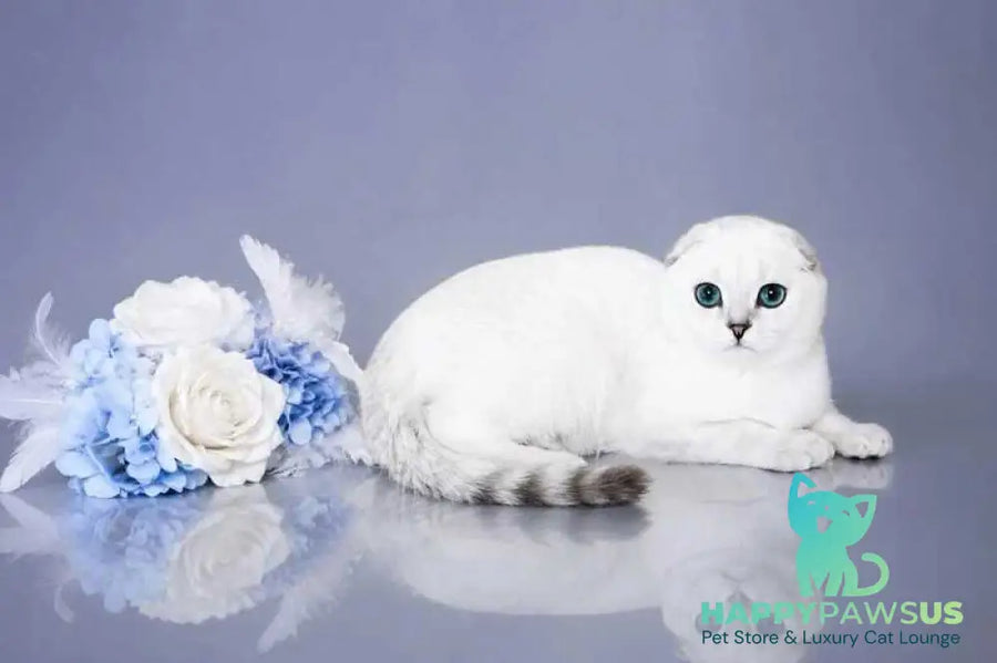 Princess Scottish Fold female black silver shaded pointed - live animals