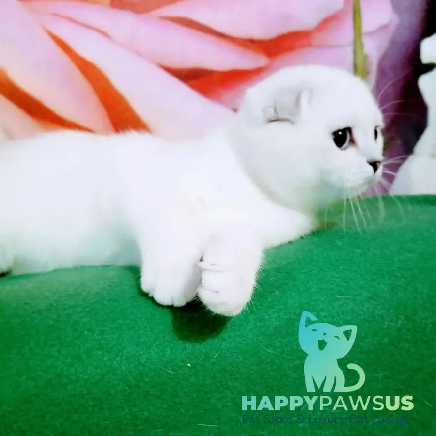 Princess Scottish Fold female black silver shaded pointed - live animals