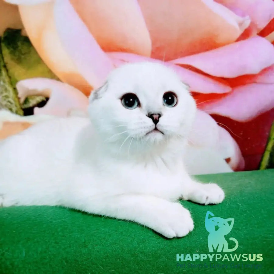 Princess Scottish Fold female black silver shaded pointed - live animals