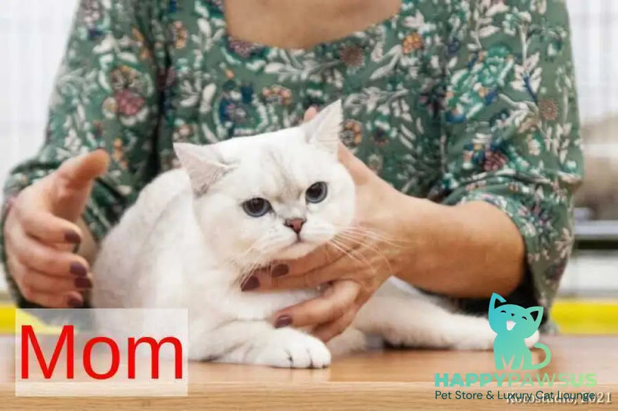 Princess Scottish Fold female black silver shaded pointed - live animals
