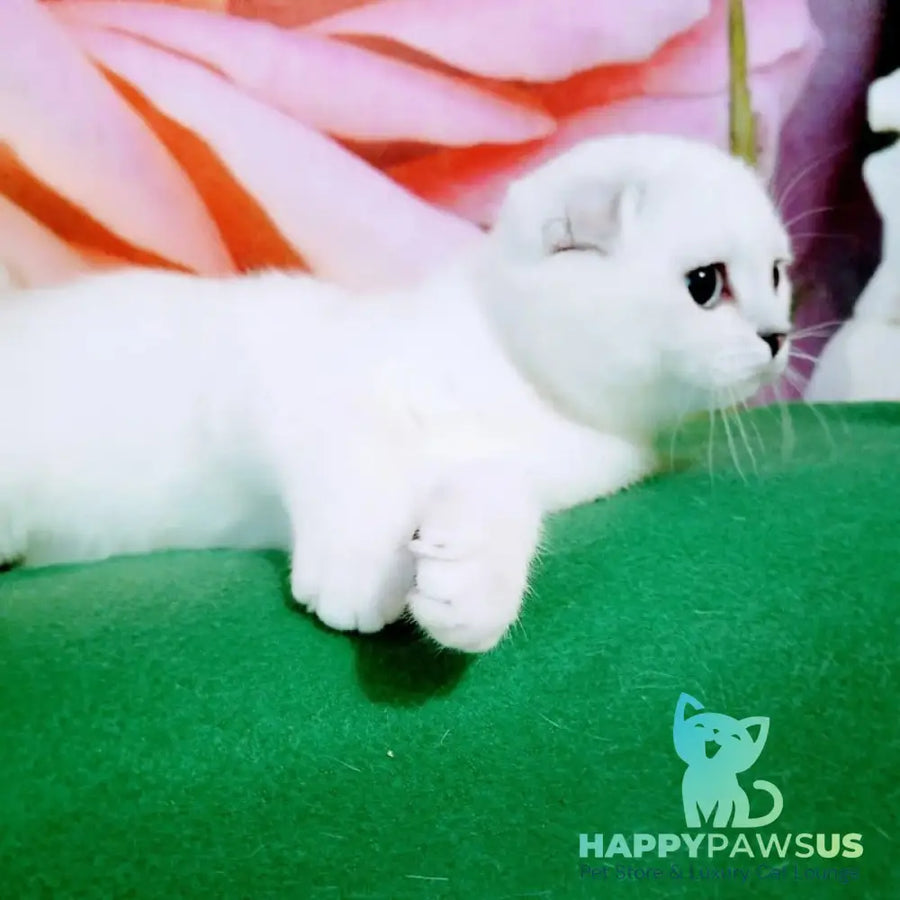 Princess Scottish Fold female black silver shaded pointed - live animals