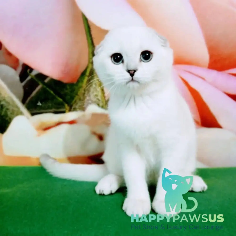 Princess Scottish Fold female black silver shaded pointed - live animals