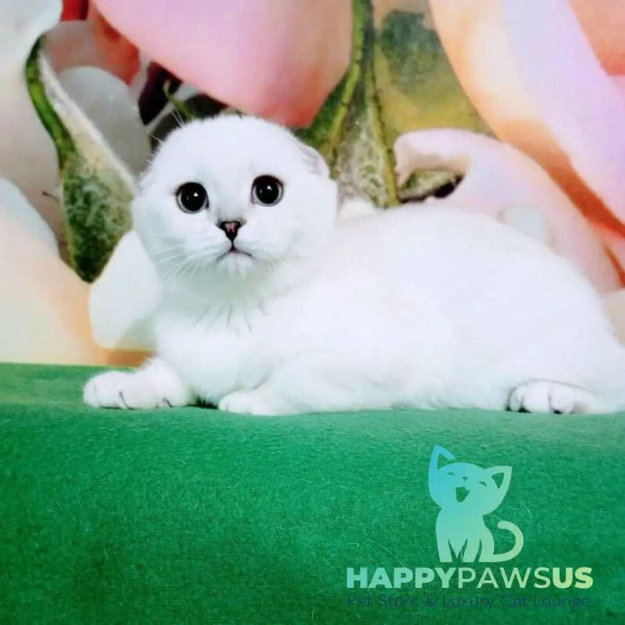 Princess Scottish Fold female black silver shaded pointed - live animals