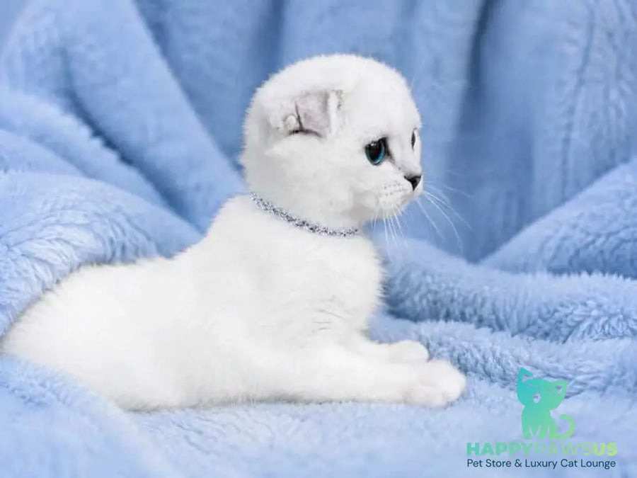 Princess Scottish Fold female black silver shaded pointed - live animals