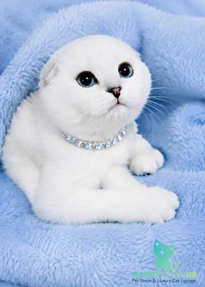 Princess Scottish Fold female black silver shaded pointed - live animals