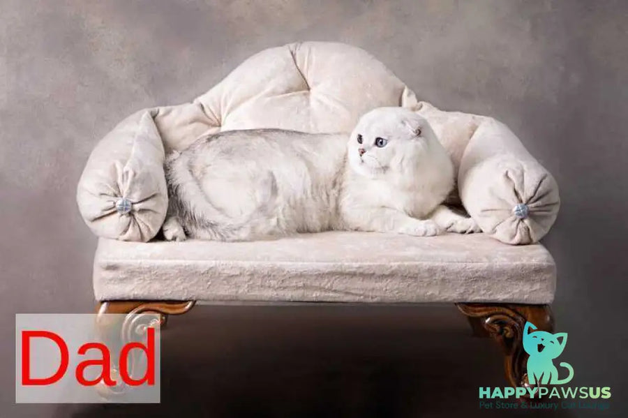 Princess Scottish Fold female black silver shaded pointed - live animals