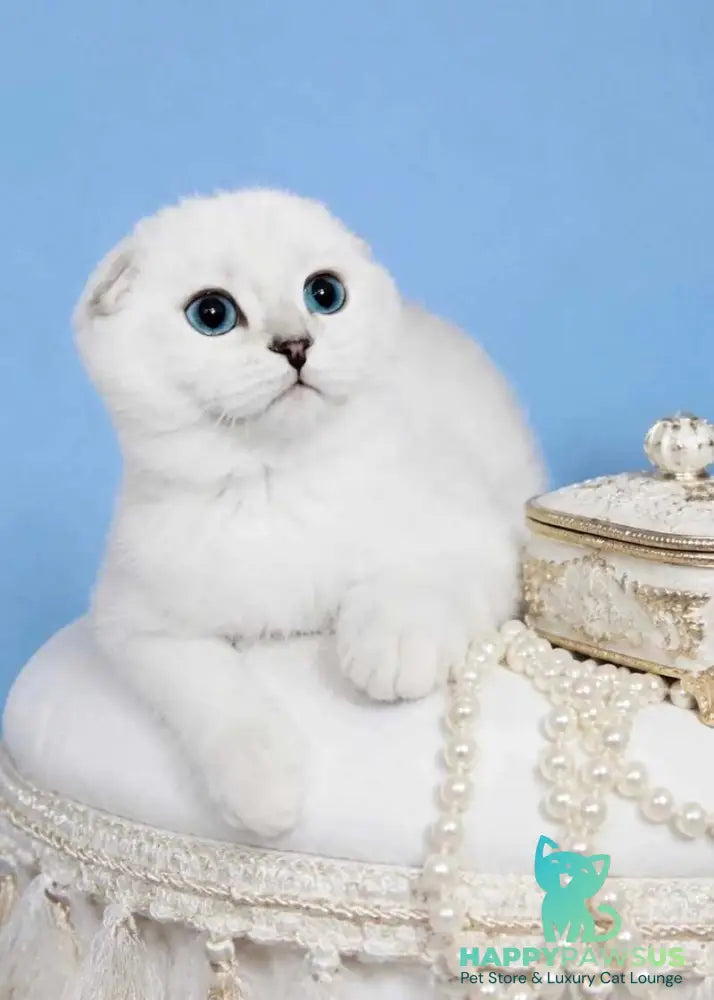 Princess Scottish Fold female black silver shaded pointed - live animals