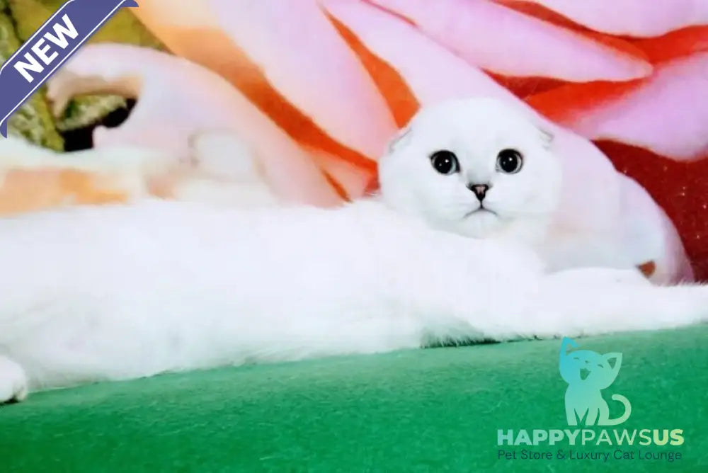 Princess Scottish Fold female black silver shaded pointed - live animals