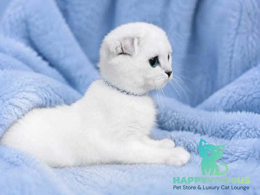 Princess Scottish Fold female black silver shaded pointed - live animals