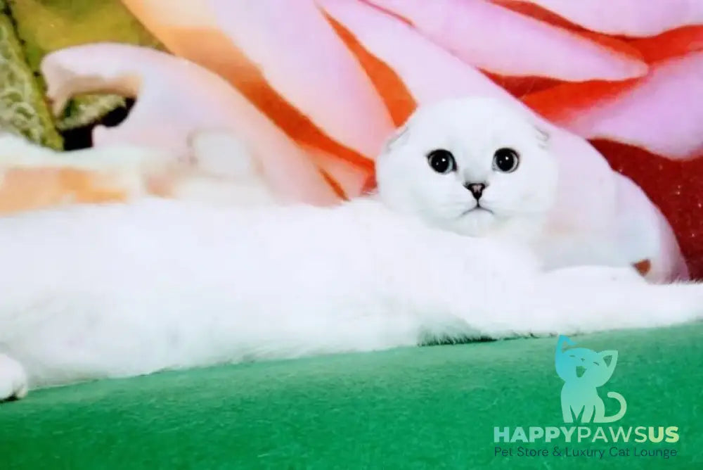 Princess Scottish Fold female black silver shaded pointed - live animals