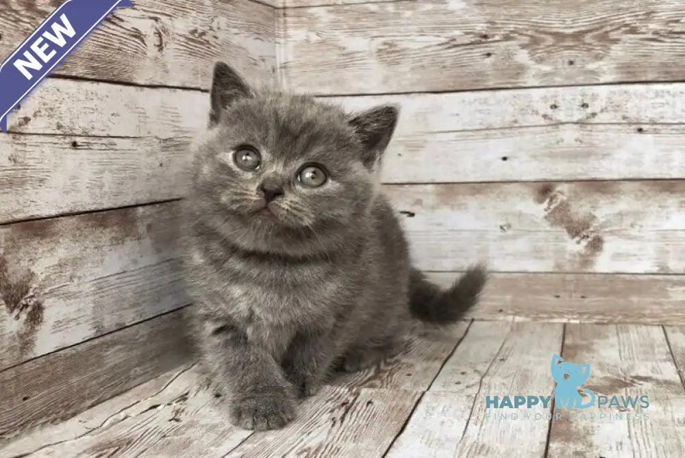 Prins British Shorthair male blue live animals