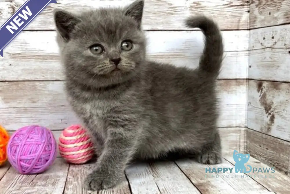 Prins British Shorthair male blue live animals