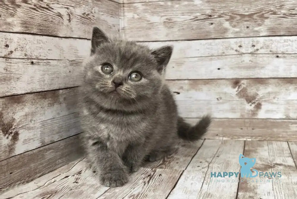 Prins British Shorthair male blue live animals