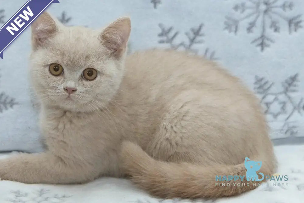 Prohor British Shorthair male fawn live animals