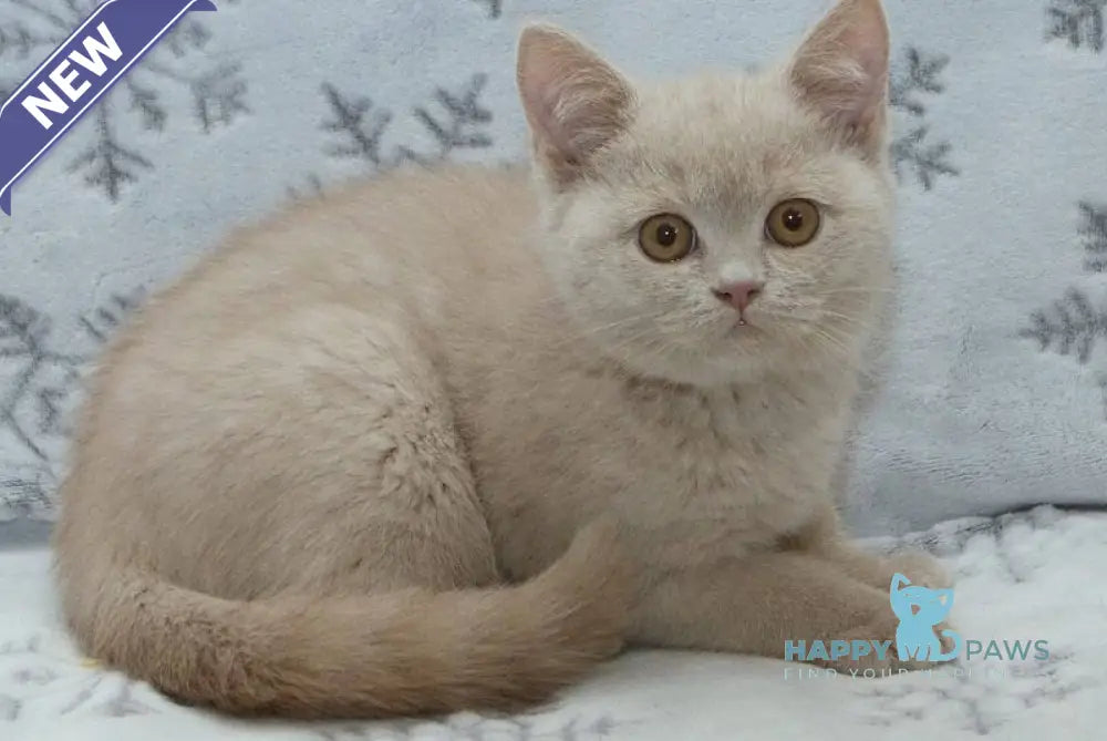 Prohor British Shorthair male fawn live animals