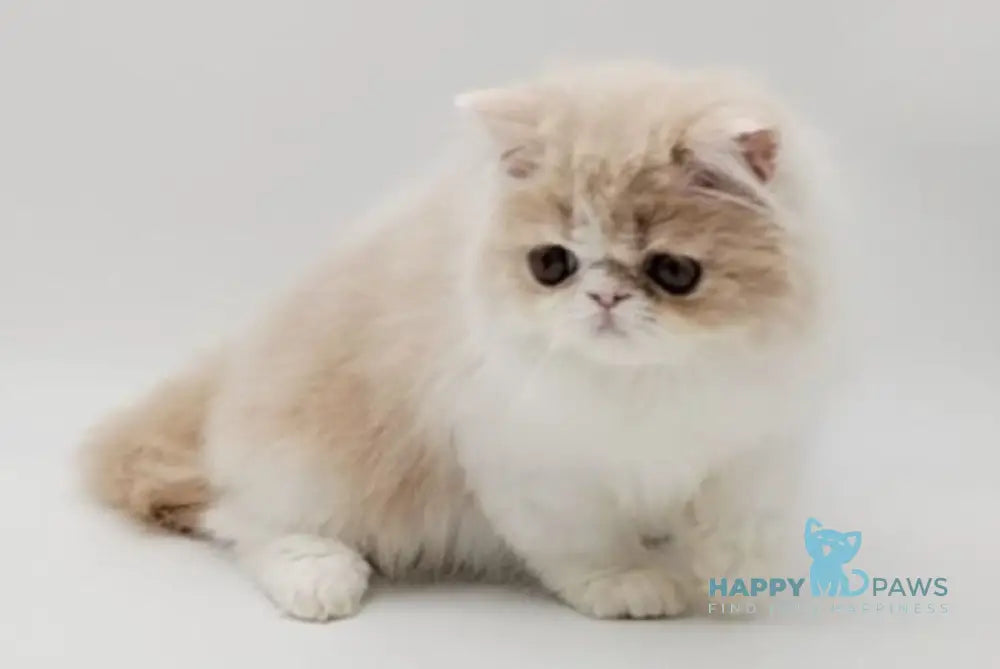 Prokop Persian male cream bicolour live animals