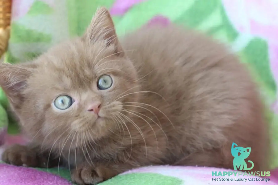 Prometheus British Shorthair male cinnamon - live animals