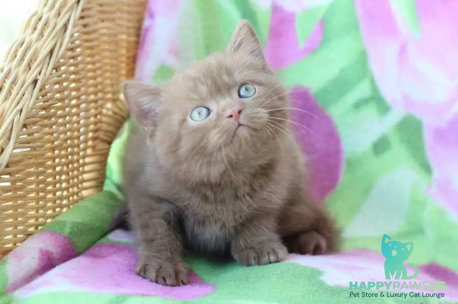 Prometheus British Shorthair male cinnamon - live animals