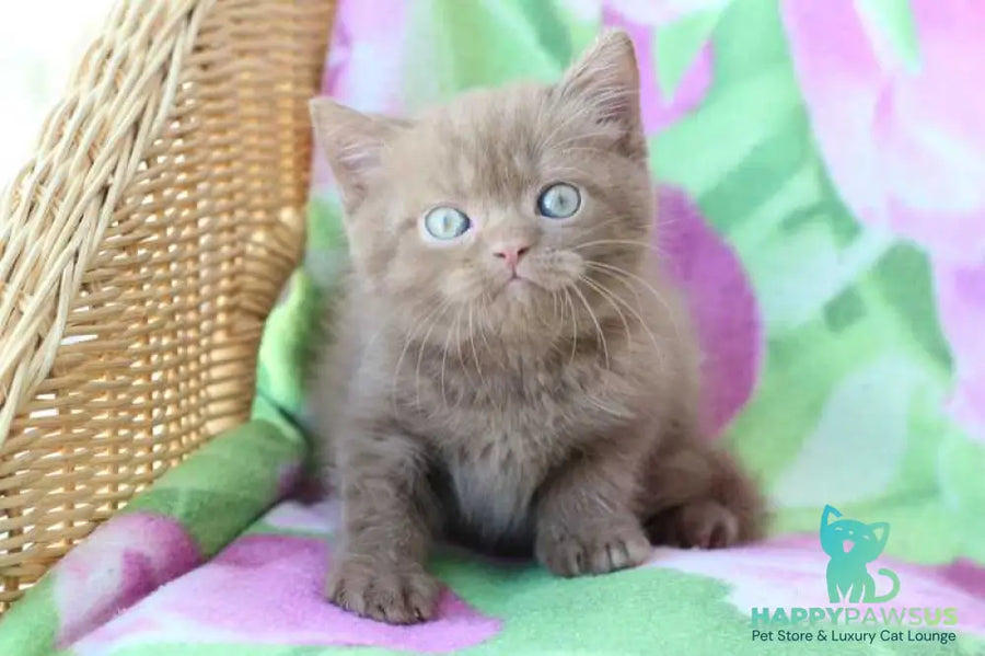 Prometheus British Shorthair male cinnamon - live animals