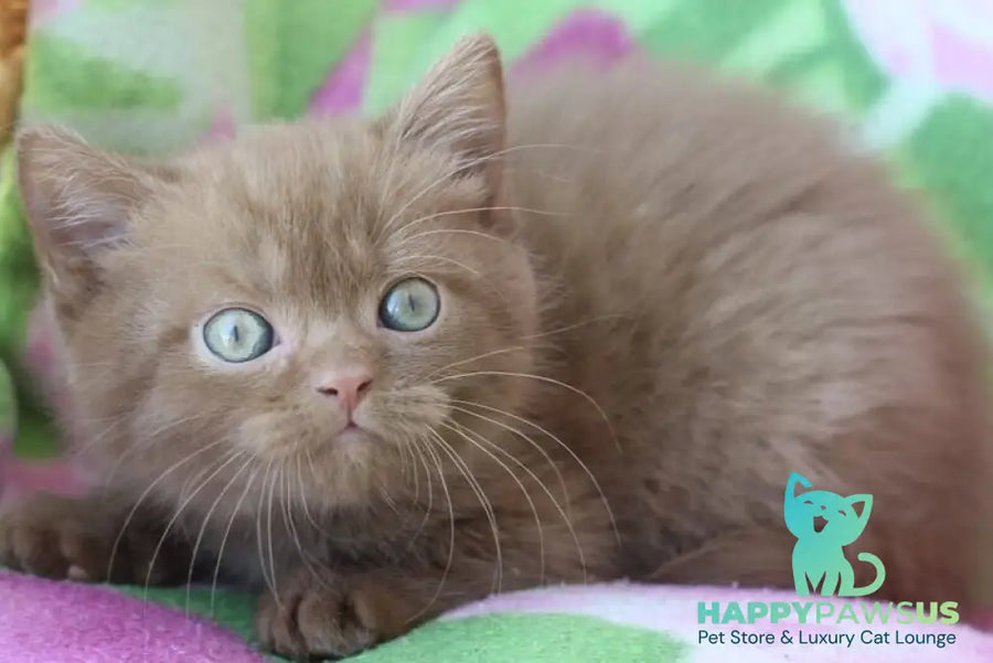 Prometheus British Shorthair male cinnamon - live animals