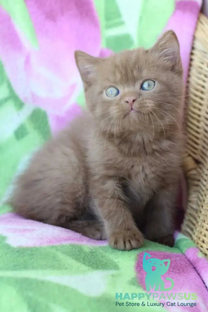 Prometheus British Shorthair male cinnamon - live animals