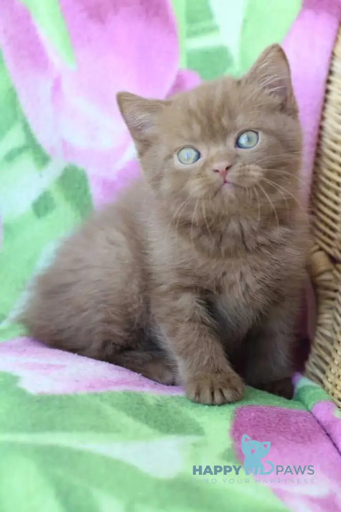 Prometheus British Shorthair male cinnamon - live animals