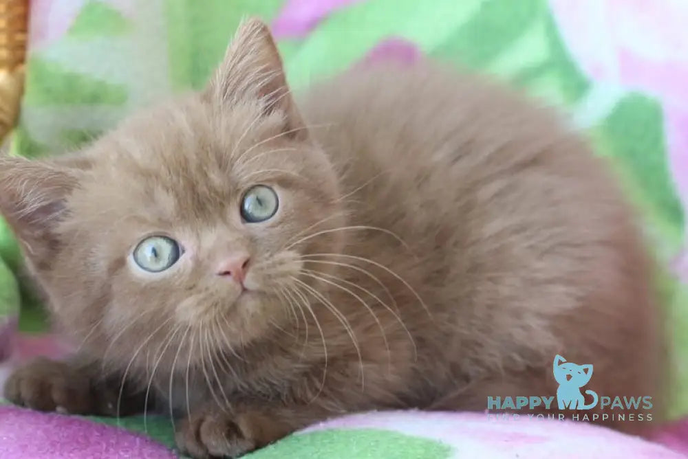 Prometheus British Shorthair male cinnamon - live animals